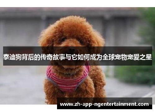 泰迪狗背后的传奇故事与它如何成为全球宠物宠爱之星